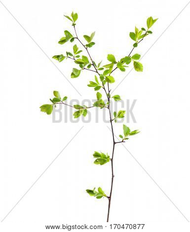 Branch with young green spring leaves isolated on white. 