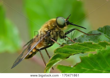 pale giant horse-fly outdoor (tabanus bovinus)