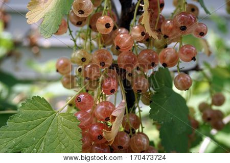 Clusters of translucent pink champagne currant fruits dangle on a currant bush (Ribes rubrum), in a garden in Joliet, Illinois during June.