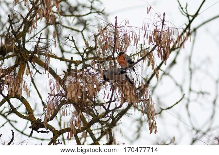 Beautiful red bright birds pair Eurasian common Bulfinch Pyrrhula Pyrrhula sitting on tree branches in winter city park eating seeds