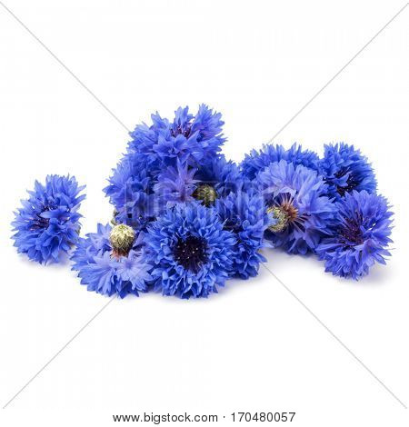 Blue Cornflower Herb or bachelor button flower heads isolated on white background cutout