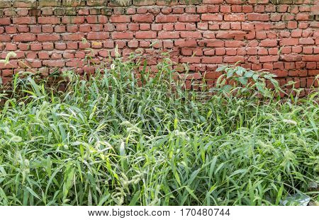Old red brick wall and grass and shurbs