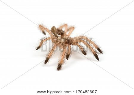 Isolated shoot of brown spider's moult on white background