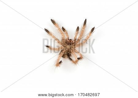 Isolated shoot of spider's moult on white background