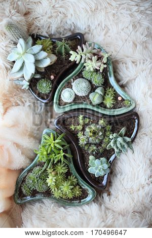 Mixed succulents and cacti in a pot with unusual shapes. Picture with a blurred background is well suited for use as backgrounds or wallpapers.