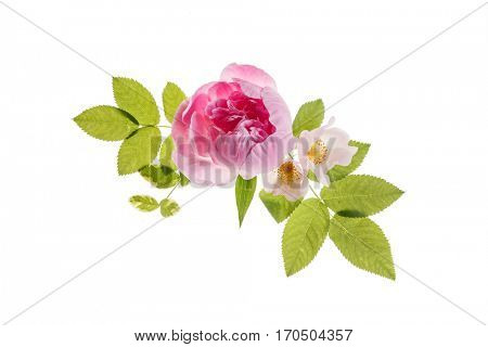 wild roses
