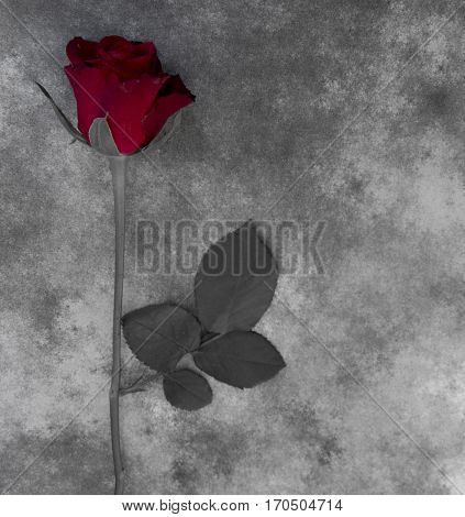 Red rose on gray marble - condolence card with deepest sympathy