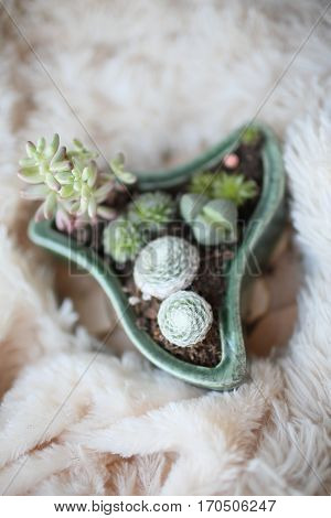Mixed succulents and cacti in a pot with unusual shapes. Picture with a blurred background is well suited for use as backgrounds or wallpapers.