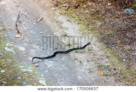Black viper snake crawling through the sandy track. Selective focus.