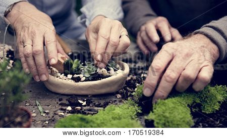 Botanical Environment Greenery Pottery Nature