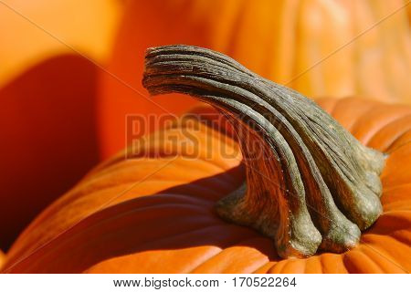 Curved pumpkin stems beckons to be chosen