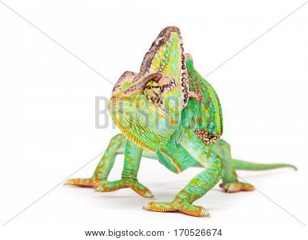 Veiled chameleon (chamaeleo calyptratus) close-up photo.