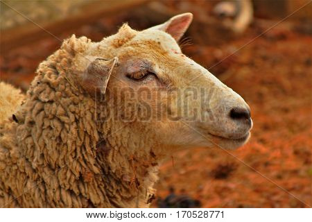 Wooly sheep close up profile in spring