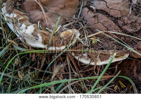 Tinder Fungus At The Base Of An Old Tree