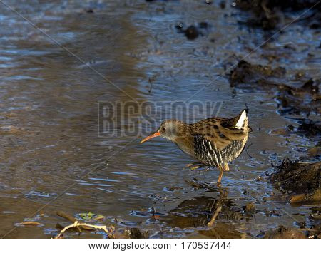 Water Rail searching for food ( Rallus aquaticus )