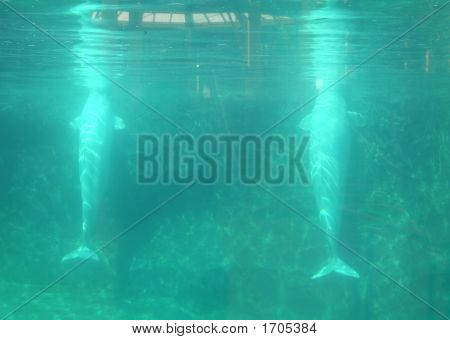 Beluga