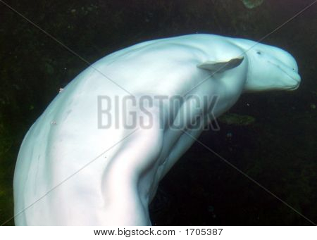 Beluga1