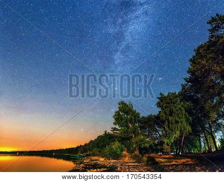 pine tree in the sand on the beach. Ukraine. Europe