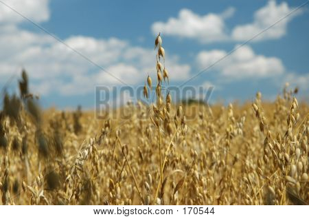 Grain Before Harvest