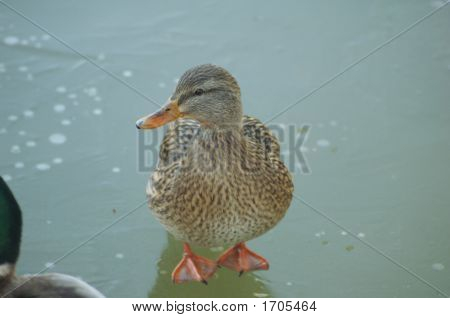 Walking On Water