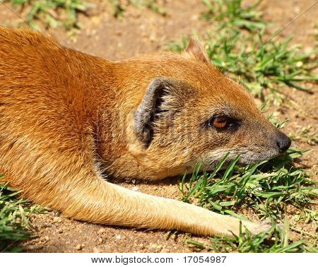 gul mongoose