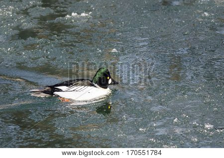 Common Goldeneye Swimming in a Cold Slushy Winter River