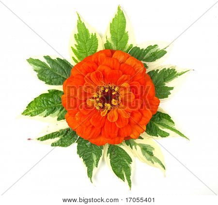 Zinia elegans z liści