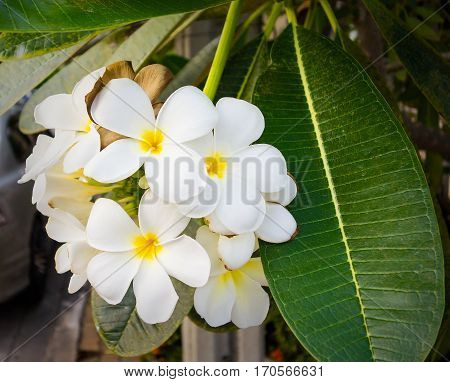 A bouquet of yellow and white frangipani blossom.