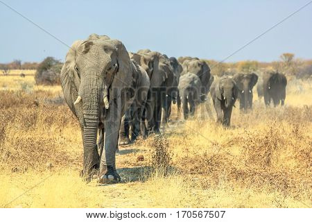 A herd of African elephants walking in Ethosa National Park Namibia on yellow grass savanna.