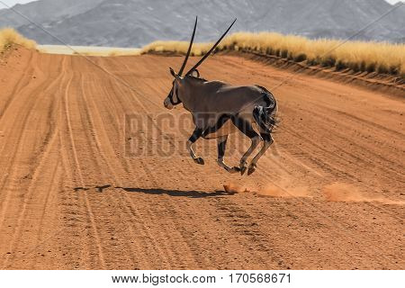 A Gemsbok running at breakneck speed runs on the road strerra D707, an isolated road in the middle of the Namib Desert, Namibia Africa.
