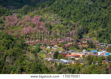 Blooming sakura trees in Doi Ang Khang village, Northern Thailand.