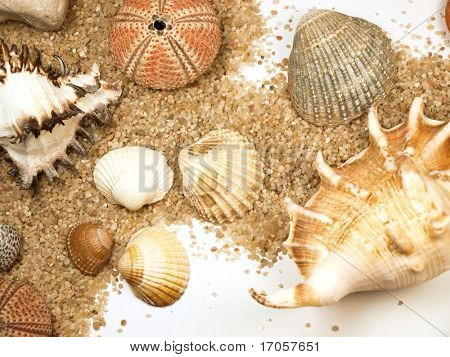 fundo de shell do mar