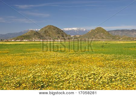 Fleurs de printemps