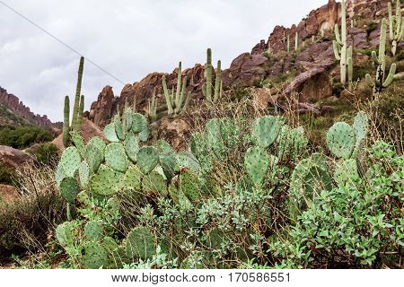 Prickly pear cactus in the desert of Arizona Tonto National Forest USA