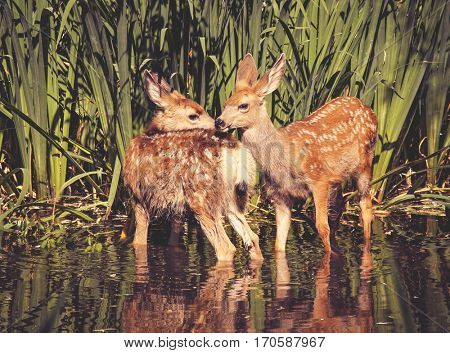 twin fawns nuzzling each other in a pond surrounded by reeds at a local wildlife sanctuary park 