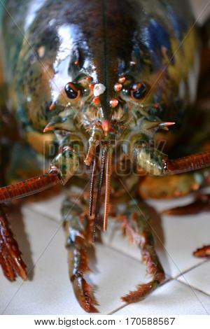 monster four (4) pound clawed  lobster is a large  crustacean