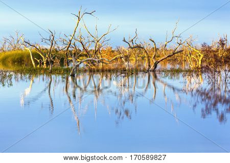 Lake Menindee, outback New South Wales, Australia.  Flooded dead trees in the main weir, at sunset.