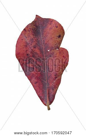 Malabar Almond Isolate Withe Background, Terminalia Catappa.