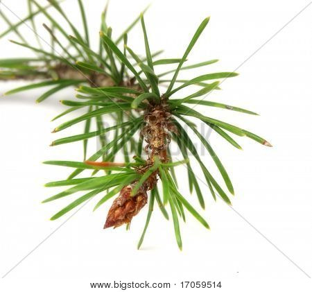 Pinus contorta