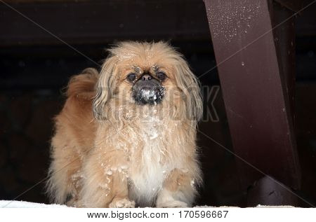 Pekingese dog