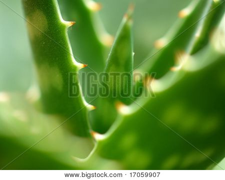 Grüne Blätter der Aloe Pflanze close up