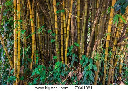 Yellow bamboo groove with bush photo taken in Kebun Raya Bogor Indonesia java