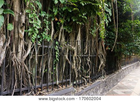 a Big tree with big and long roots beside sidewalk at kebun raya bogor indonesia java