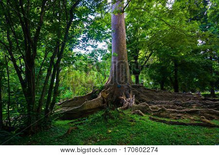 Kayu Raja or The King Tree from asia with big root and one of the biggest tree in the world photo taken in Kebun Raya Bogor Indonesia java.