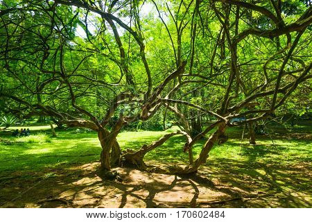 A beautiful tree with long and tiny branches photo taken in kebun raya bogor indonesia java