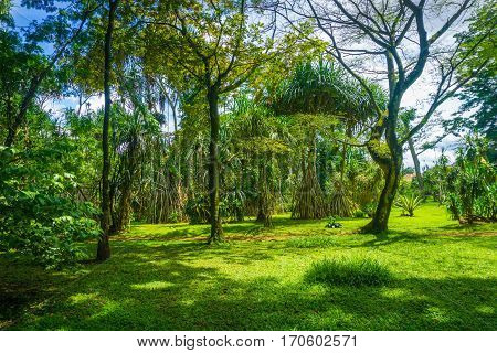 Great landscape with high and big tree completed with green grass photo taken in Kebun Raya Bogor Indonesia java