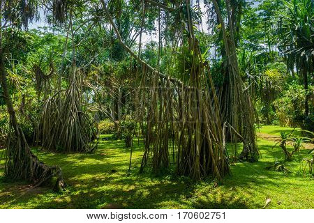 Great landscape with big tree with long dry roots photo taken in Kebun Raya Bogor Indonesia java