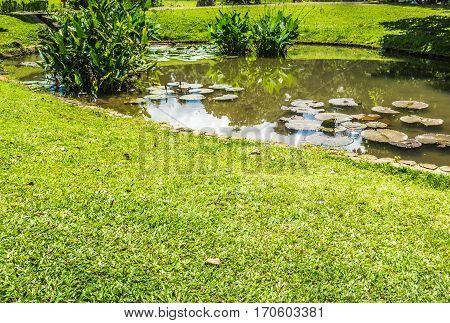 a little lotus or water lily in a pond near a meadow photo taken in Kebun Raya Bogor Indonesia java