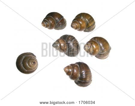 Lake Tritonshornshells schüchtern