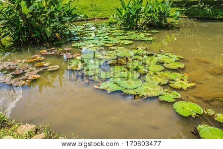 Lotus or water lily on a little pond with green water photo taken in Kebun Raya Bogor Indonesia java
